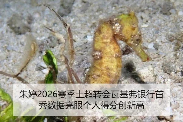 zhu-ting-sai-ji-tu-chao-zhuan-hui-wa-ji-fu-yin-hang-shou-xiu-shu-ju-liang-yan-ge-ren-de-fen-chuang-xin-gao-3-707.jpg